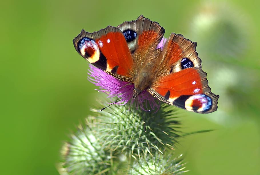 peacock butterfly on purple petaled flower, insect, nature HD wallpaper