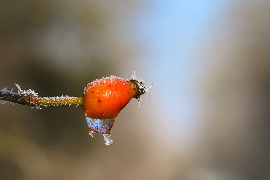 frost, ripe, ice, macro, winter, drip, rose hip, wintry, cold HD wallpaper