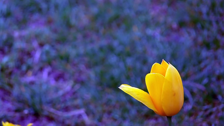 flowers, tulip, blur, flowering plant, freshness, purple, fragility HD wallpaper