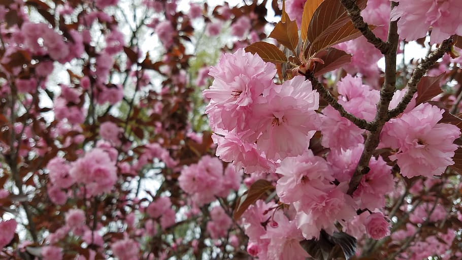 flower, tree, branch, cherry, flora, flowering plant, fragility HD wallpaper