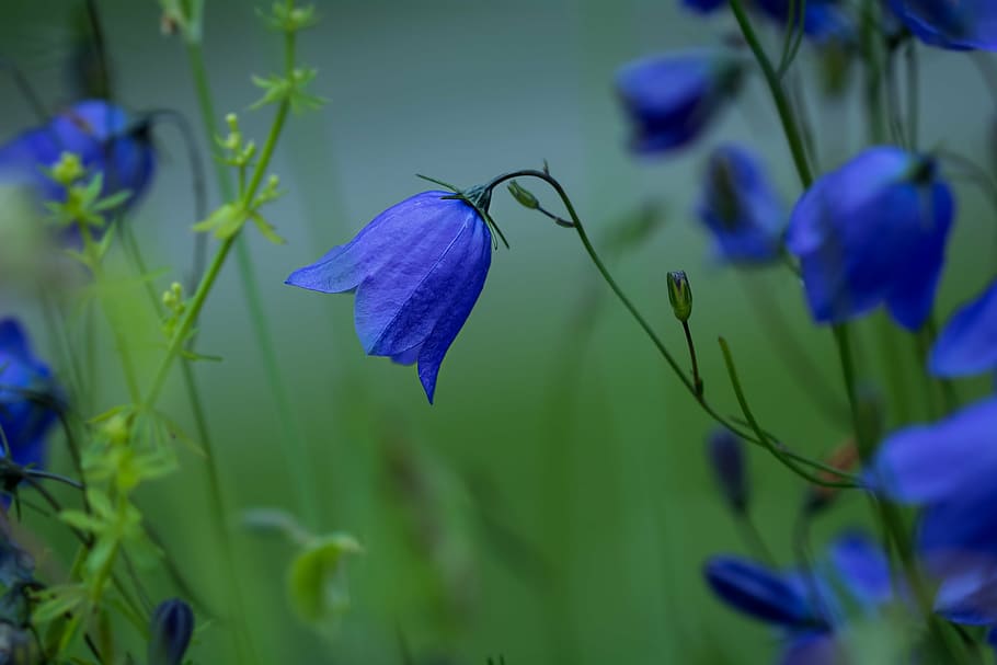 selective focus photography of purple flower, round leaved bellflower