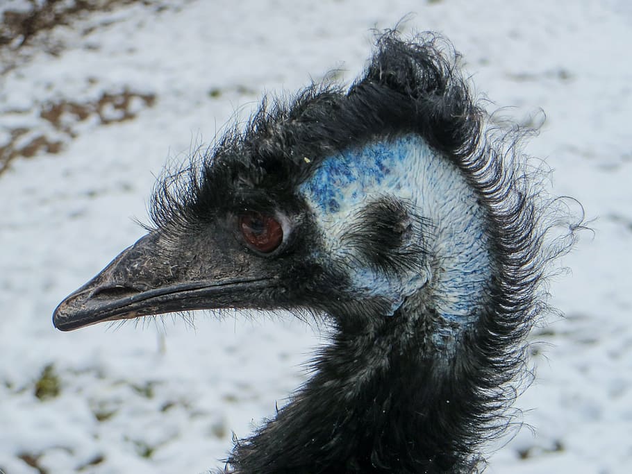 bird, emu, flightless bird, bill, head, close, large emu, eye HD wallpaper
