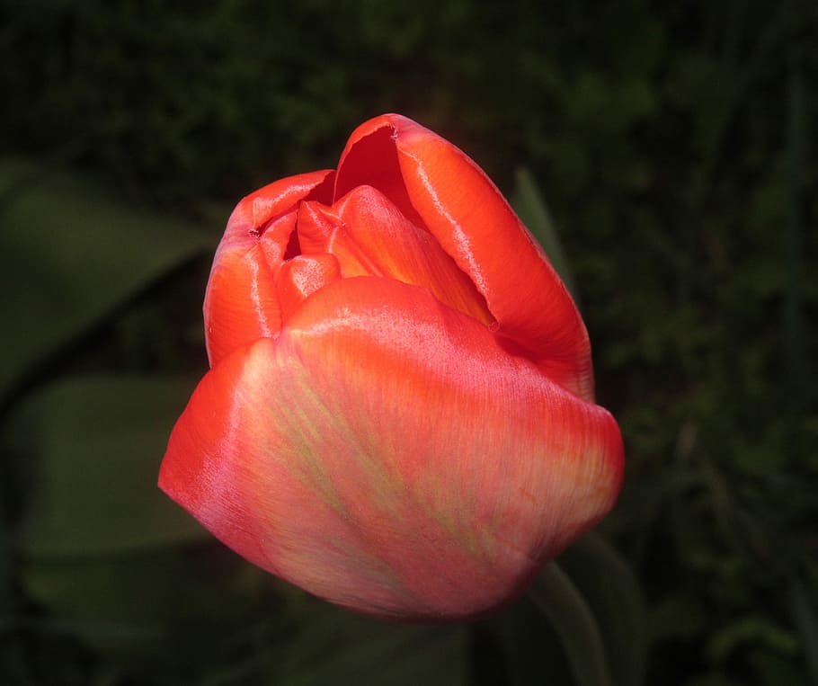 flower, tulip, nature, flowering plant, freshness, vulnerability HD wallpaper