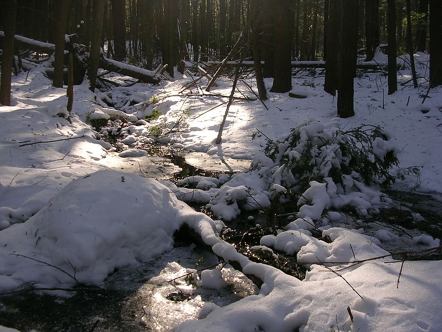 Stream, Winter, Forest, Cold, Snow, trees, logs, woods, landscape HD wallpaper