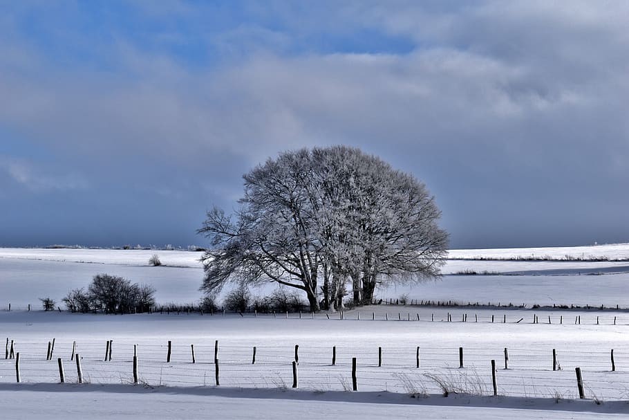 winter, landscape, tree, snowy, cold, nature, trees, clouds HD wallpaper
