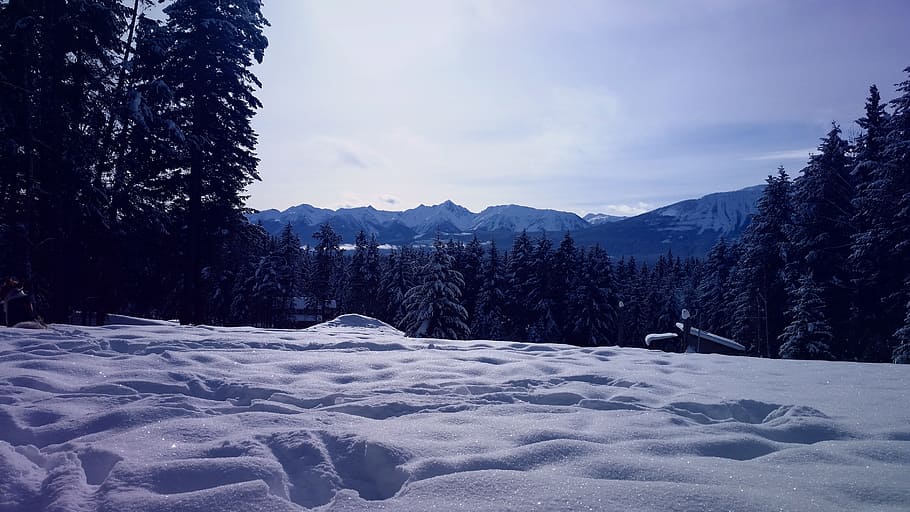 snow, winter, nature, cold, frost, mountains, trees, frozen HD wallpaper
