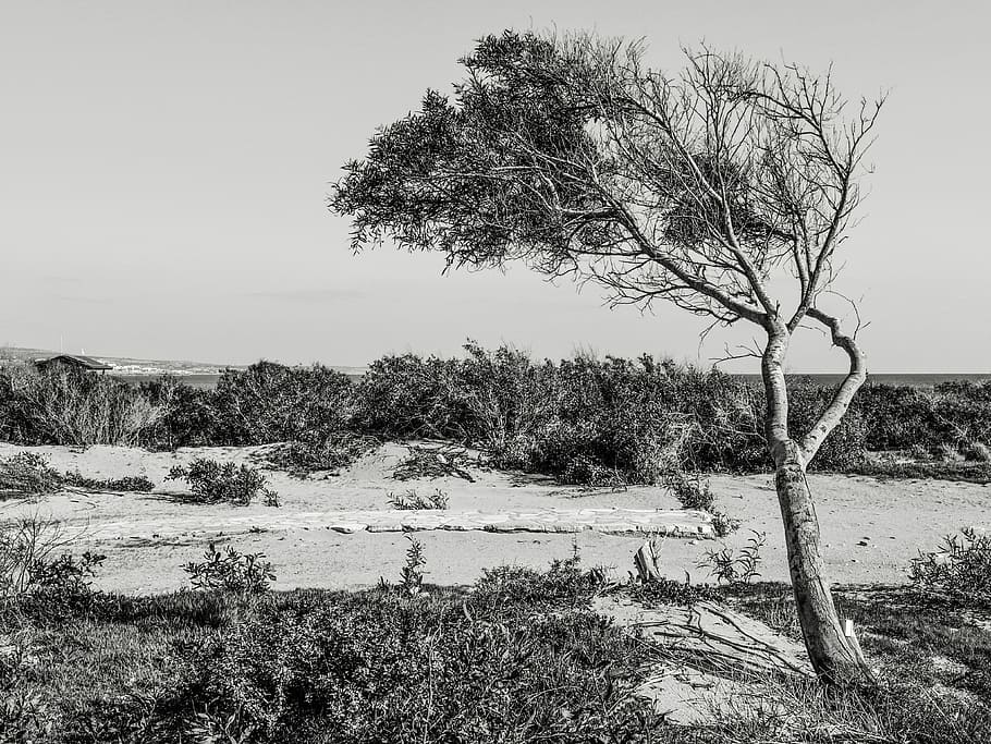 Tree, Dune, Landscape, Nature, Sky, clouds, makronissos, ayia napa HD wallpaper