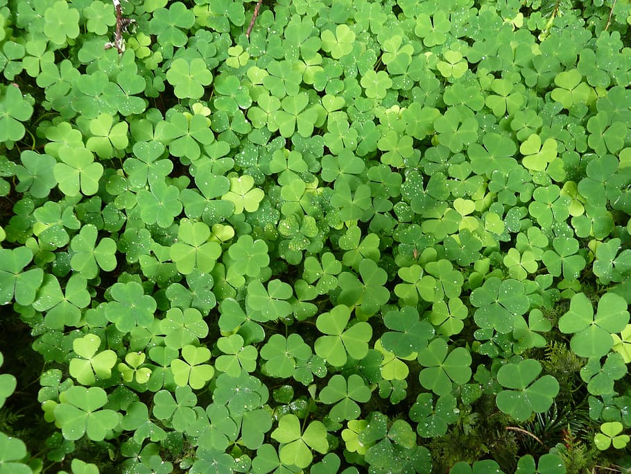 closeup photo of clover leafs, Klee, Green, Plant, Nature, Red Clover, HD wallpaper