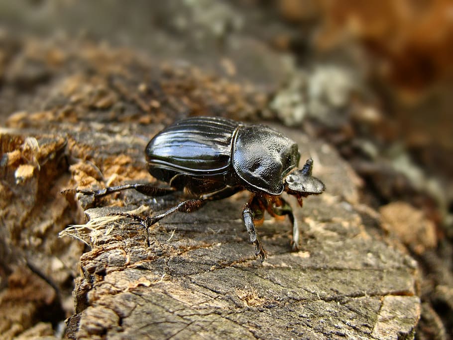 beetle, tree, black, insects, animal, animals in the wild, one animal HD wallpaper