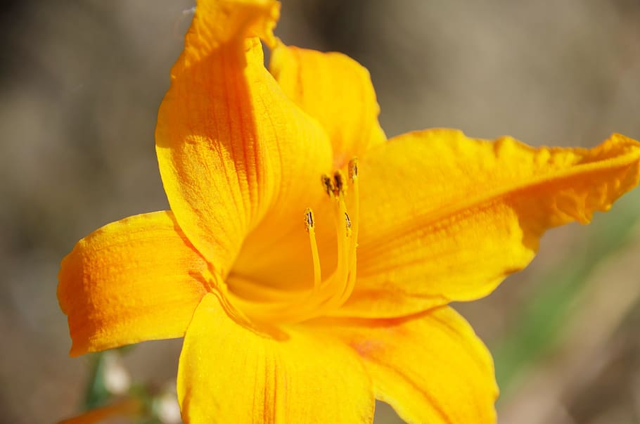 flower, yellow, nature, spring, summer, garden, plant, hibiscus HD wallpaper