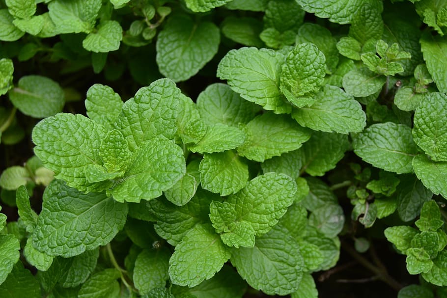 Mint, Green, Green Leaf, Plant, green color, food and drink HD wallpaper