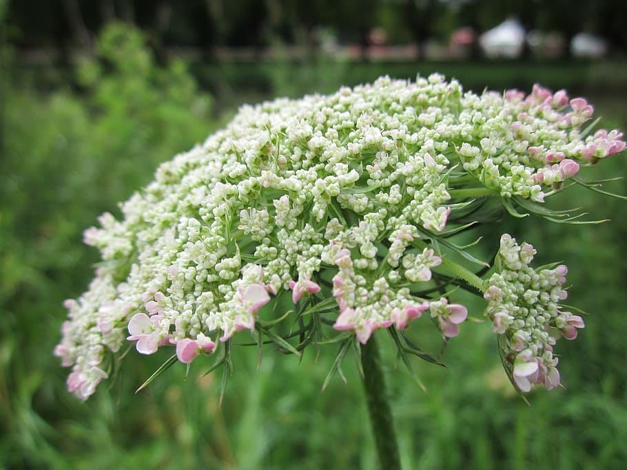 daucus carota, wild carrot, bird's nest, bishop's lace, queen anne's lace, HD wallpaper