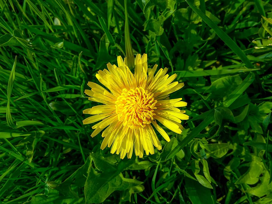 Dandelion, Blossom, Bloom, Yellow, meadow, flower, gün, pollen HD wallpaper