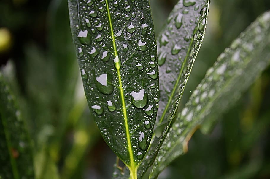 water, rain, drop, natural, plant, nature, leaf, weather, green HD wallpaper
