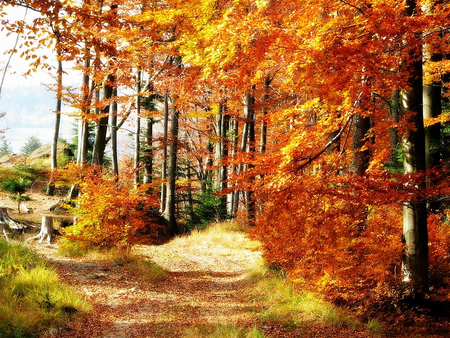 Forest, Beeches, Tree, Mountains, autumn, way, the sun, beskids HD wallpaper