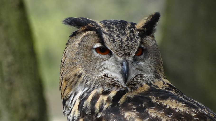 brown owl in shallow focus shot, eagle owl, forest, night, bird HD wallpaper