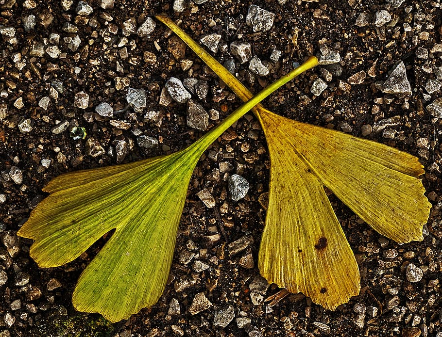 leaf, gingko leaf, gravel road, fall color, autumn leaf, leaf coloring, HD wallpaper