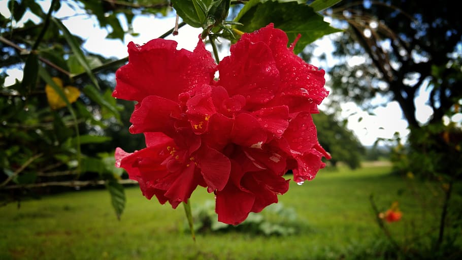 rose, flower, red, plant, flowering plant, beauty in nature HD wallpaper