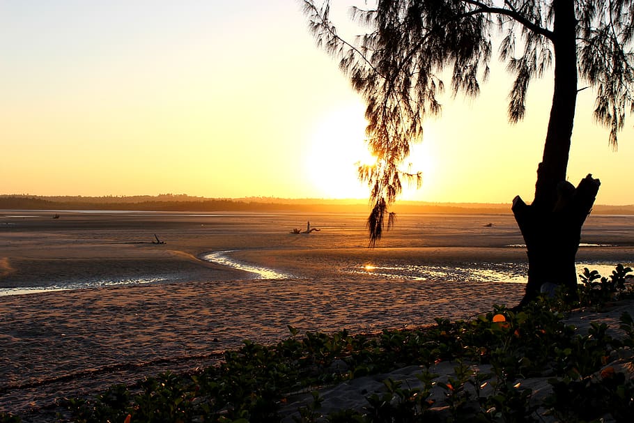 beach, sunset, tree, ocean, sea, water, nature, vacation, travel HD wallpaper