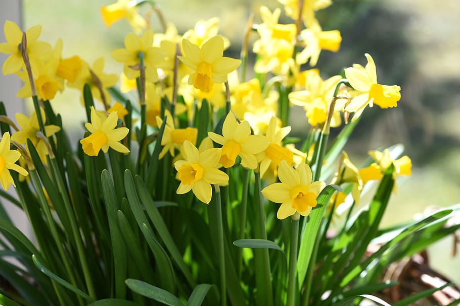 closeup photography of yellow daffodil flowers, Daffodils, Spring Flowers HD wallpaper