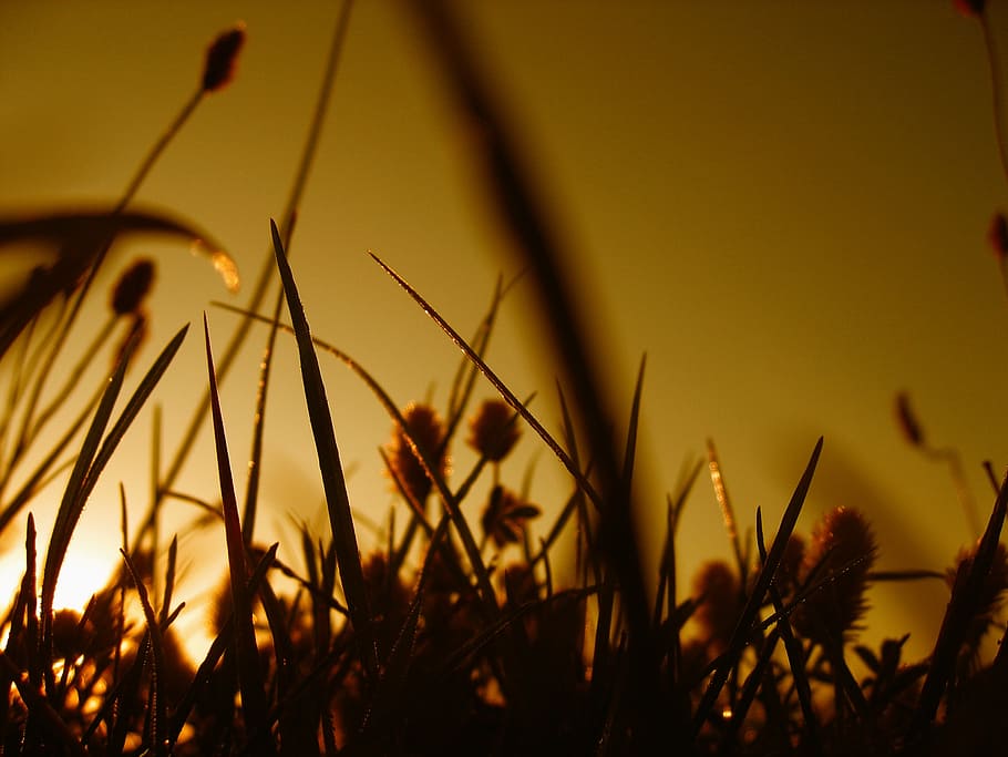halme, grass, sward, line, blade of grass, meadow, nature, grasses HD wallpaper