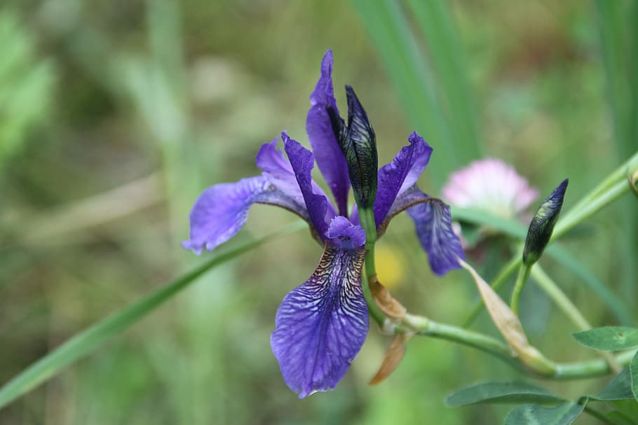 Iris, Violet, Lilac, flower, fragility, nature, purple, beauty in nature HD wallpaper