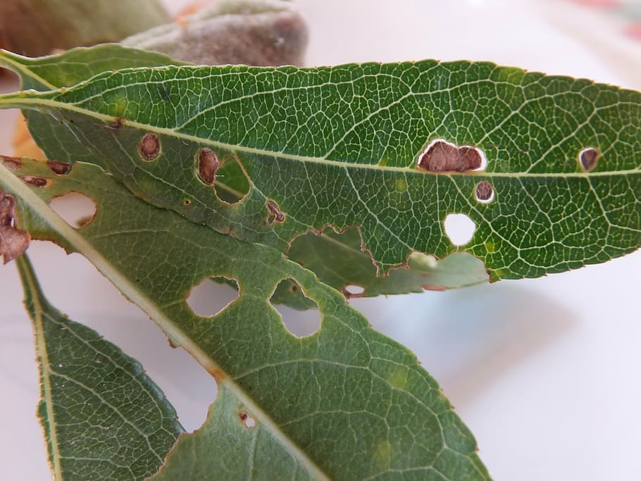 green, leaf, almond tree, parasites, nibbled, nature, plant part HD wallpaper