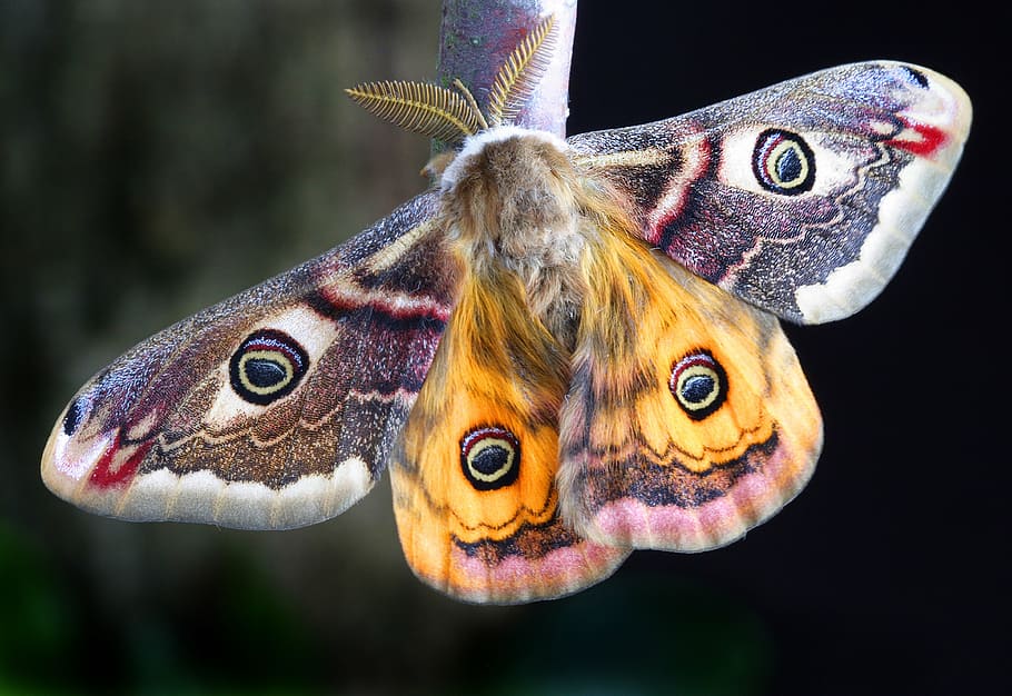 selective focus photography of moth, insect, lepidoptera, uk, HD wallpaper
