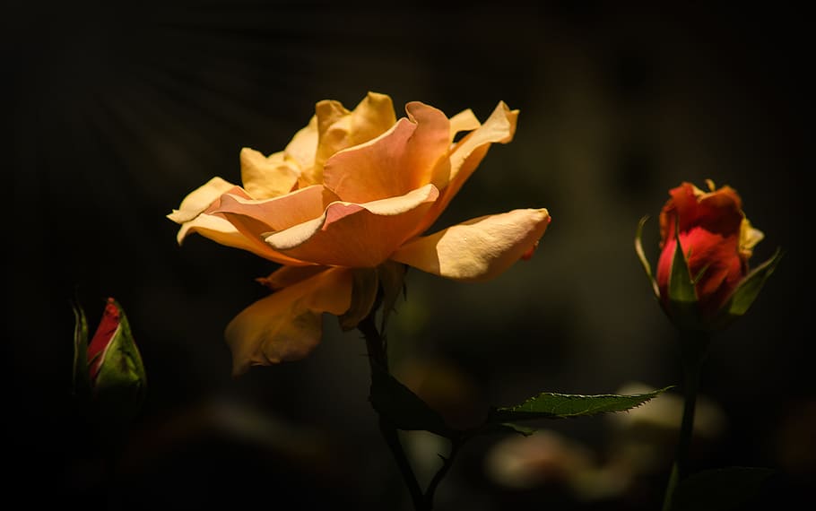 orange and red flowers, nature, flora, leaf, petal, light, romance HD wallpaper