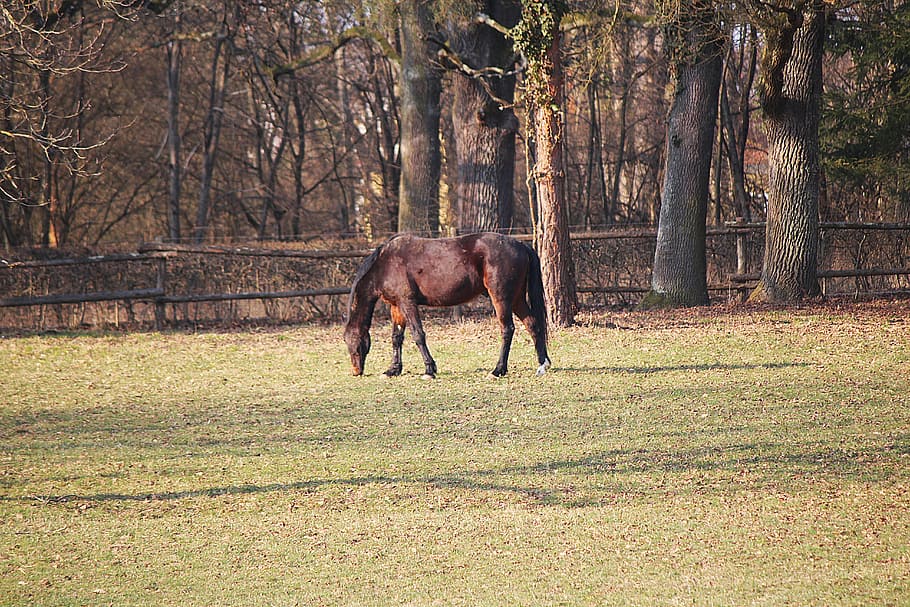 horse, coupling, pasture, graze, plant, animal, tree, animal wildlife HD wallpaper