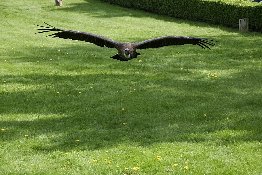 white-backed vulture, scavengers, flugshow, big bird, bird park marlow