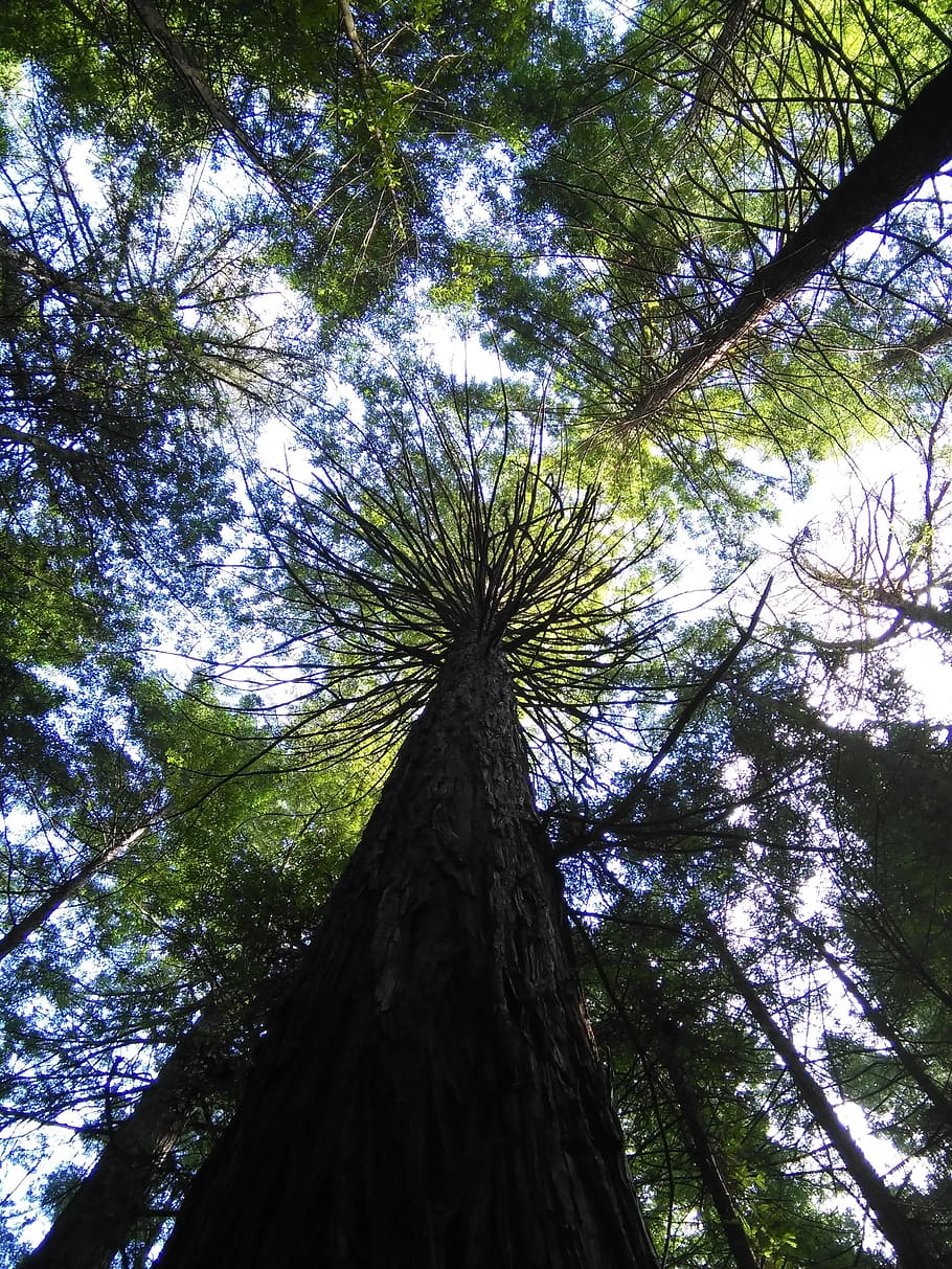 tall, trees, nature, forest, green, landscape, natural, park HD wallpaper