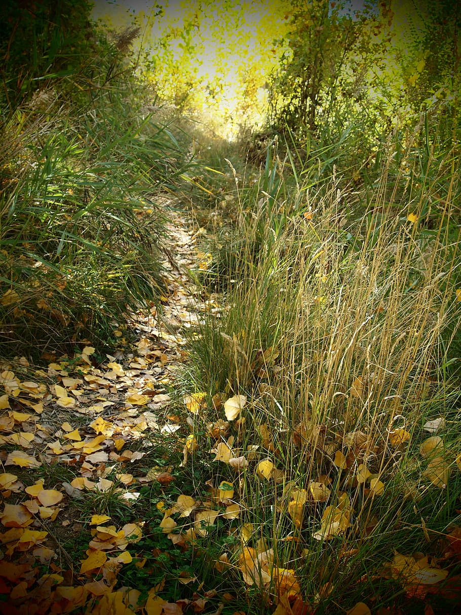 path, forest, nature, vegetation, leaves, autumn, walk, solo HD wallpaper