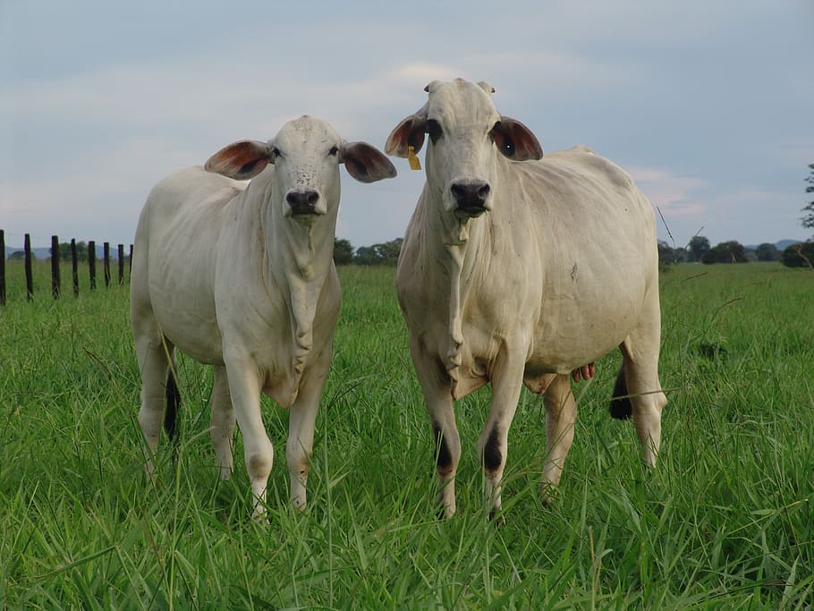 cow, array, cattle, kid, heifer, mammal, domestic, domestic animals HD wallpaper