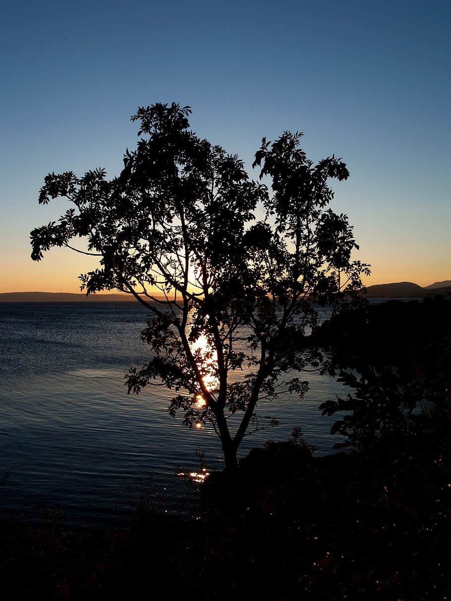 sunset, sea, evening, tree, shadow, sky, water, plant, silhouette HD wallpaper