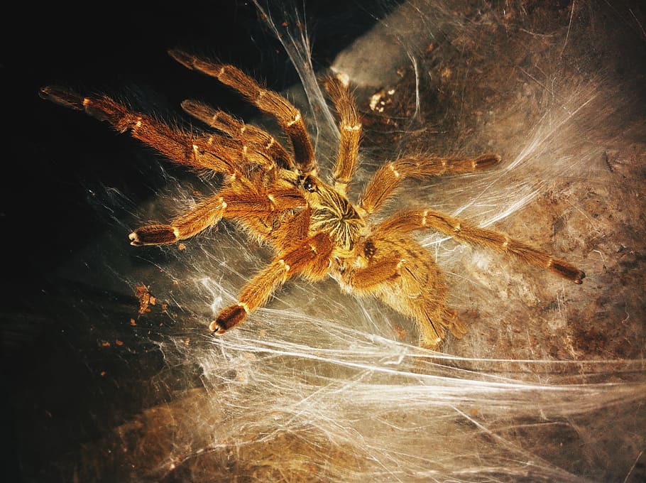 birdspider, cobweb, animal, insect, arachnid, spiderweb, poisonous HD wallpaper