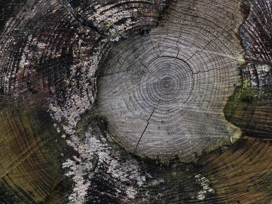 close-up photo of brown chop wood, tree, butt, cutting down HD wallpaper