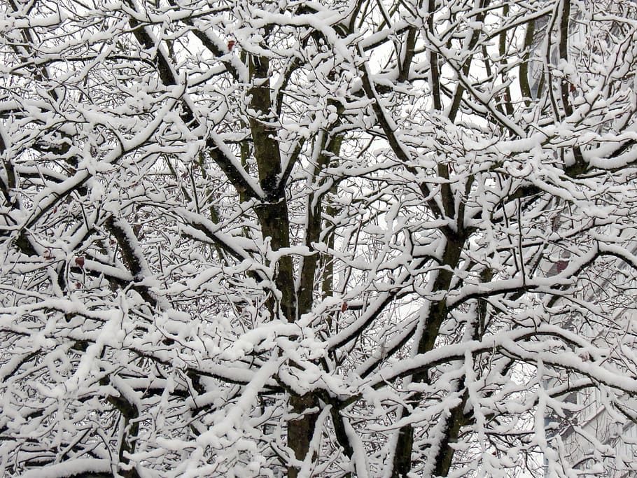 winter, snow, tree, snowy, wintry, winter magic, snow magic HD wallpaper