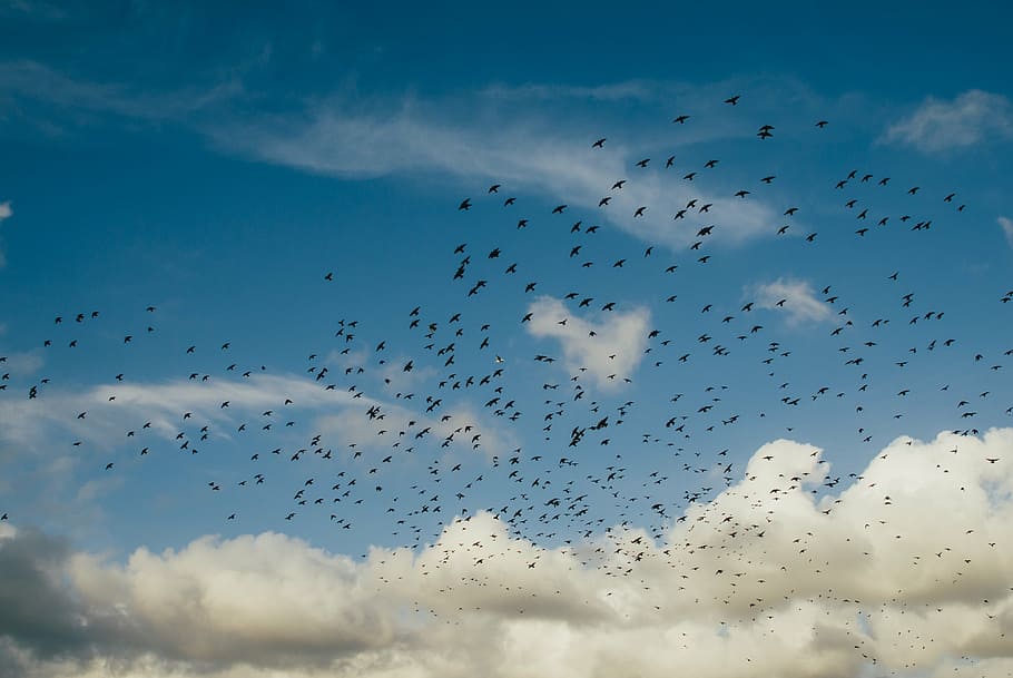 birds, clouds, flock, flying, sky, flock Of Birds, nature, animal, HD wallpaper