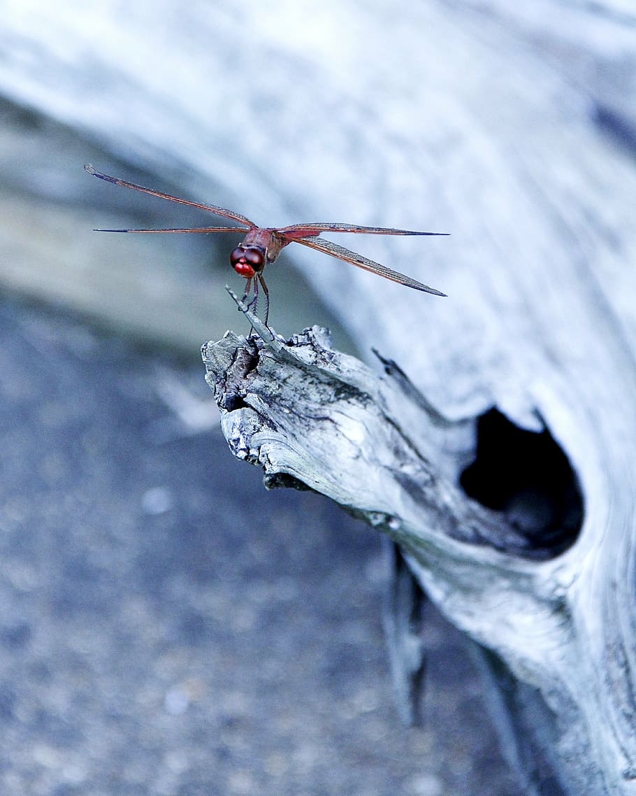 dragonfly, insect, bug, nature, close-up, red, animal, animal wildlife HD wallpaper