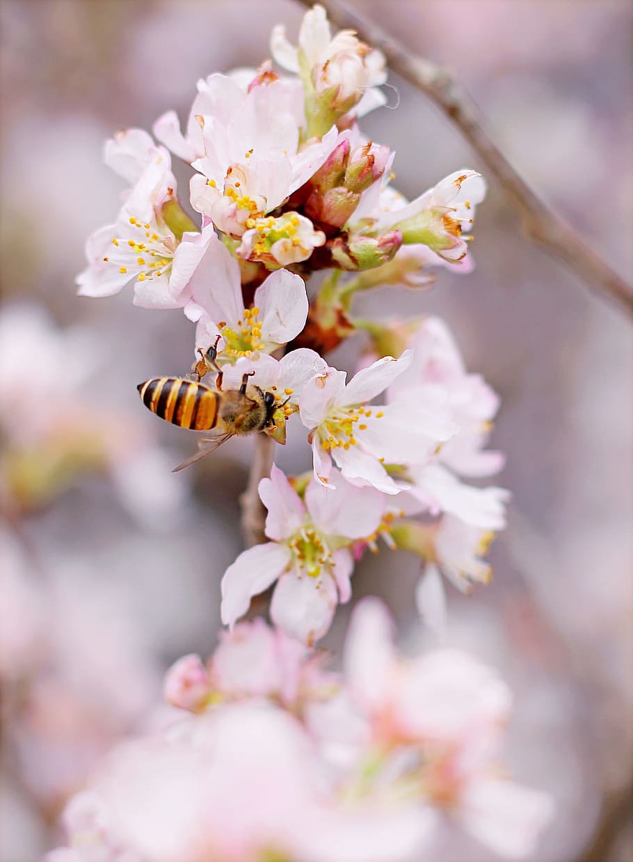 Closeup Photo of Honeybee Perched on Pink-and-white Cluster Flowers HD wallpaper