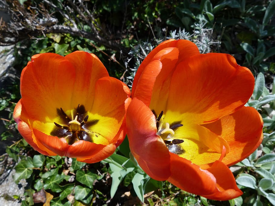 Flower, Tulip, Spring, red, flowering, garden, nature, plant HD wallpaper