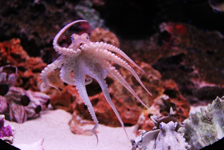 gray octopus, kraken, ocean, animal, aquarium, fish, siam ocean world