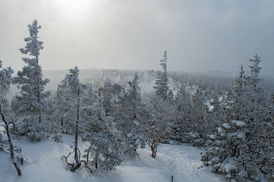 snow, winter, leann, coldly, frozen, ice, landscape, nature HD wallpaper