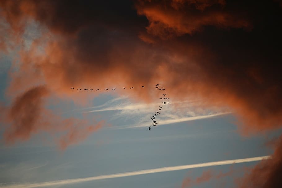 clouds, sky, bird migration, dark clouds, evening sky, sunset HD wallpaper