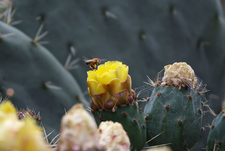 Bee, Cactus, Botanical, Insect, Plant, green, spring, flora HD wallpaper