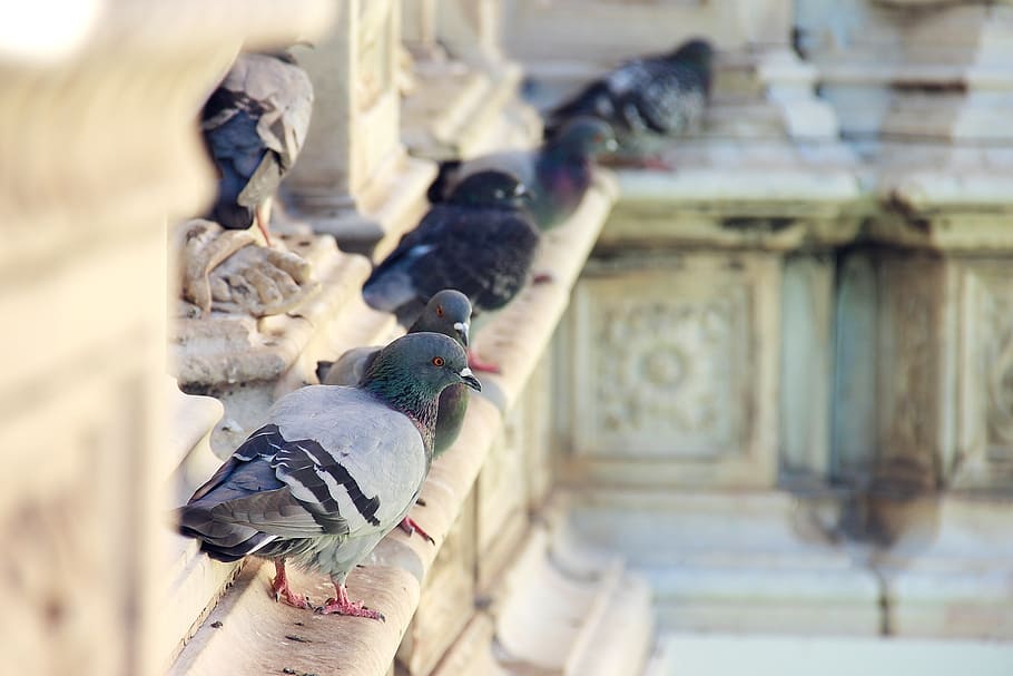 selective focus photography of rock pigeons on brown concrete building, HD wallpaper