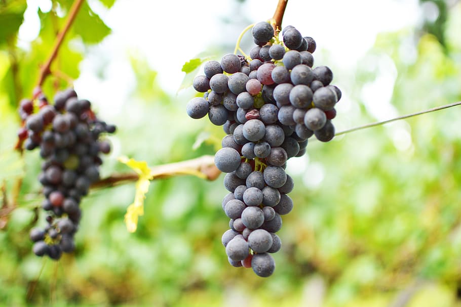 Wine, Uva, Vineyard, fruit, agriculture, nature, grape, food and drink HD wallpaper