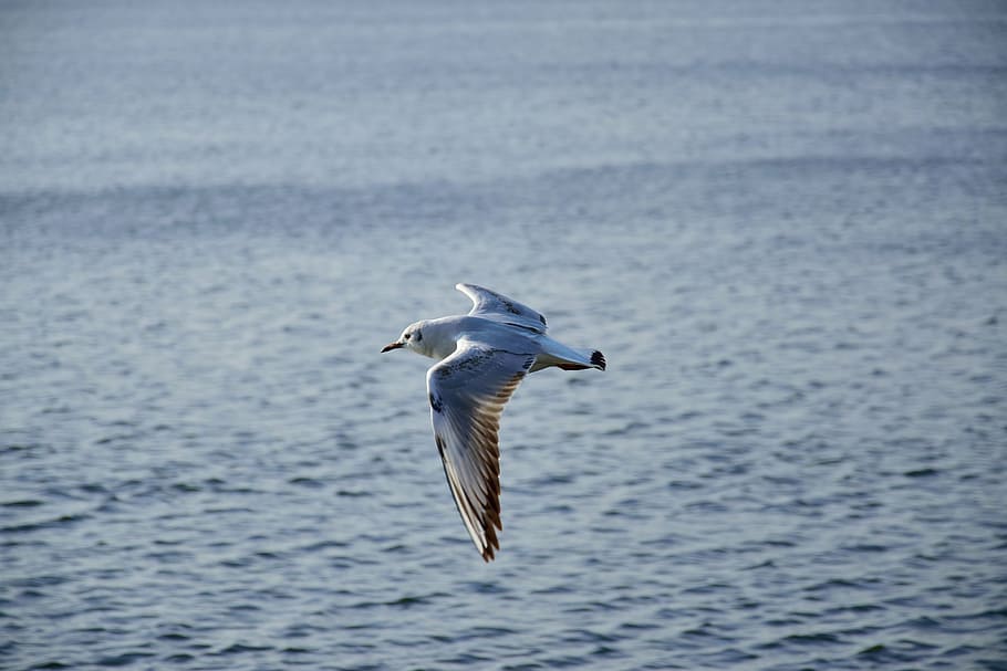 seagull, bird, flight, nature, wings, lake, animals, pen, wild birds HD wallpaper