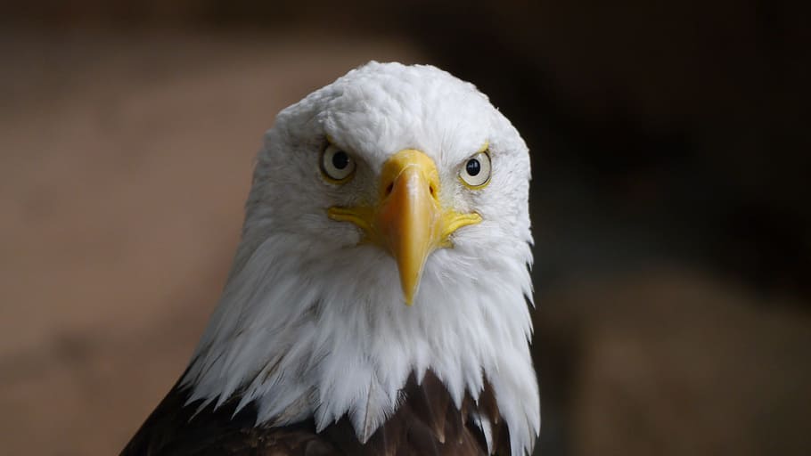 white and brown eagle, adler, raptor, bird, one animal, bird of prey HD wallpaper